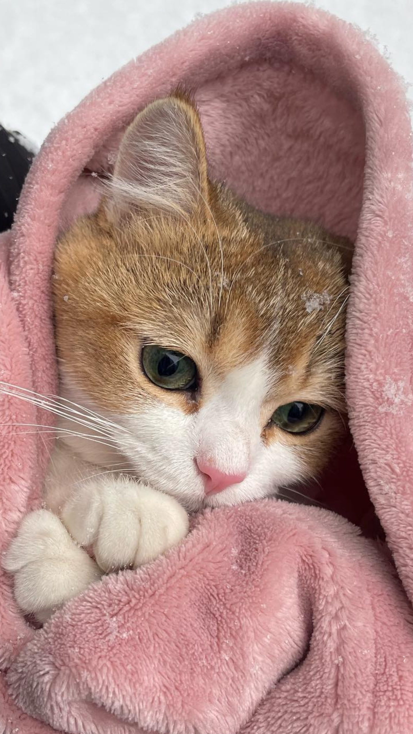 Обои британская короткошерстная, эгейская кошка, европейская короткошерстная, британская полу длинношерстная, абиссинец в разрешении 1440x2560