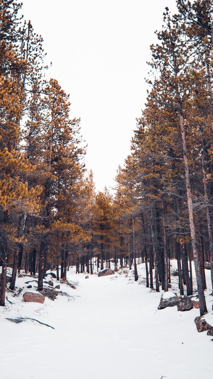 Обои снег, Денвер, поезд, автобус, ветвь в разрешении 720x1280