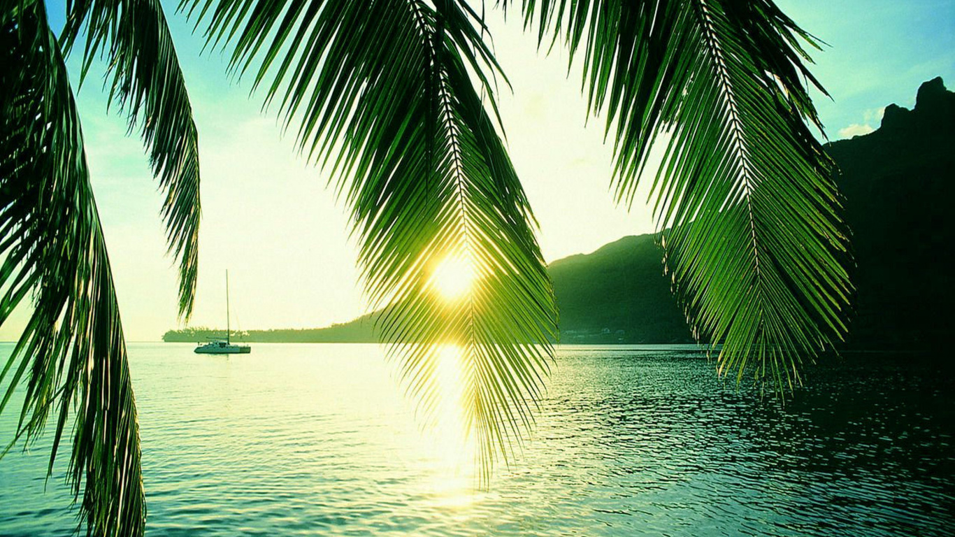 Обои дерево, тропическая зона, Пальма, Карибский бассейн, вода в разрешении 1366x768