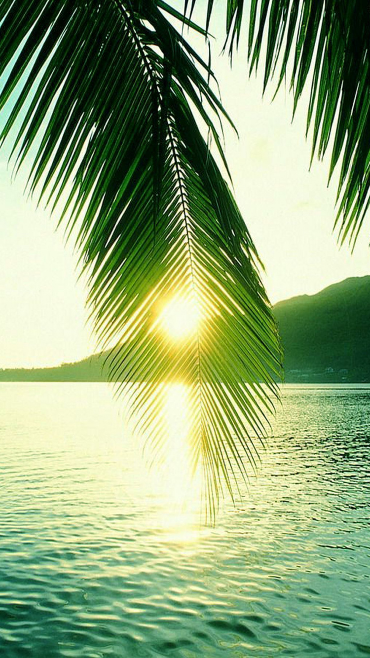 Обои дерево, тропическая зона, Пальма, Карибский бассейн, вода в разрешении 750x1334