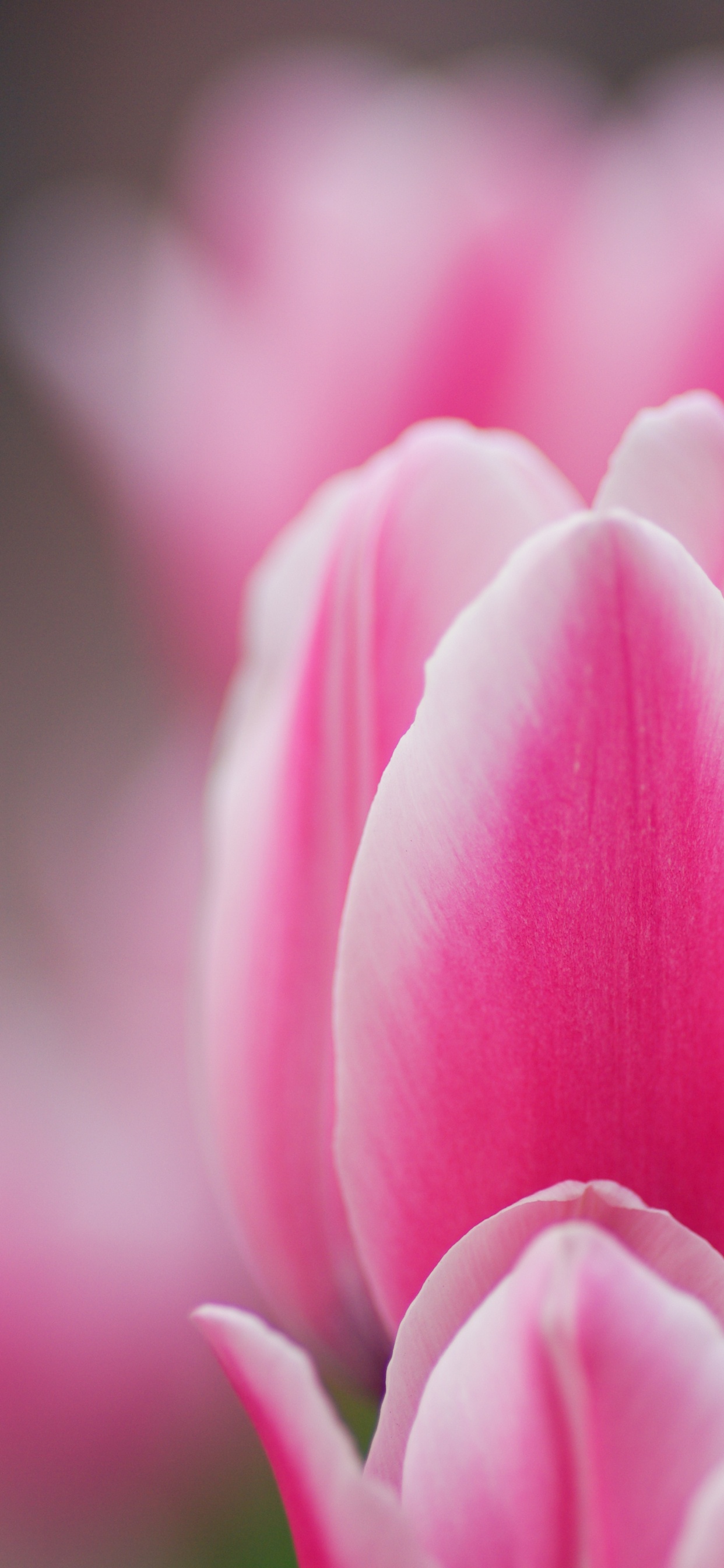 Обои тюльпаны, сад роз, розовый, цветок, цветковое растение в разрешении 1242x2688