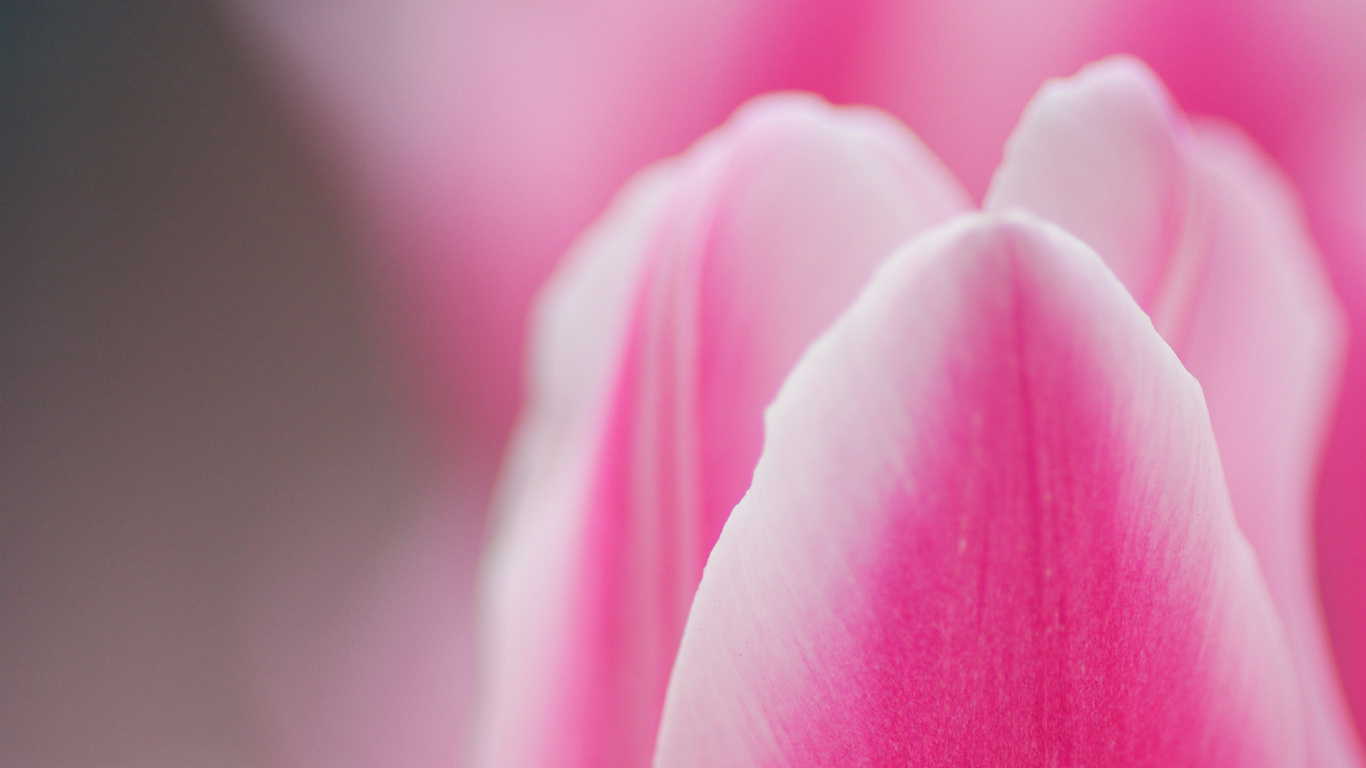 Обои тюльпаны, сад роз, розовый, цветок, цветковое растение в разрешении 1366x768