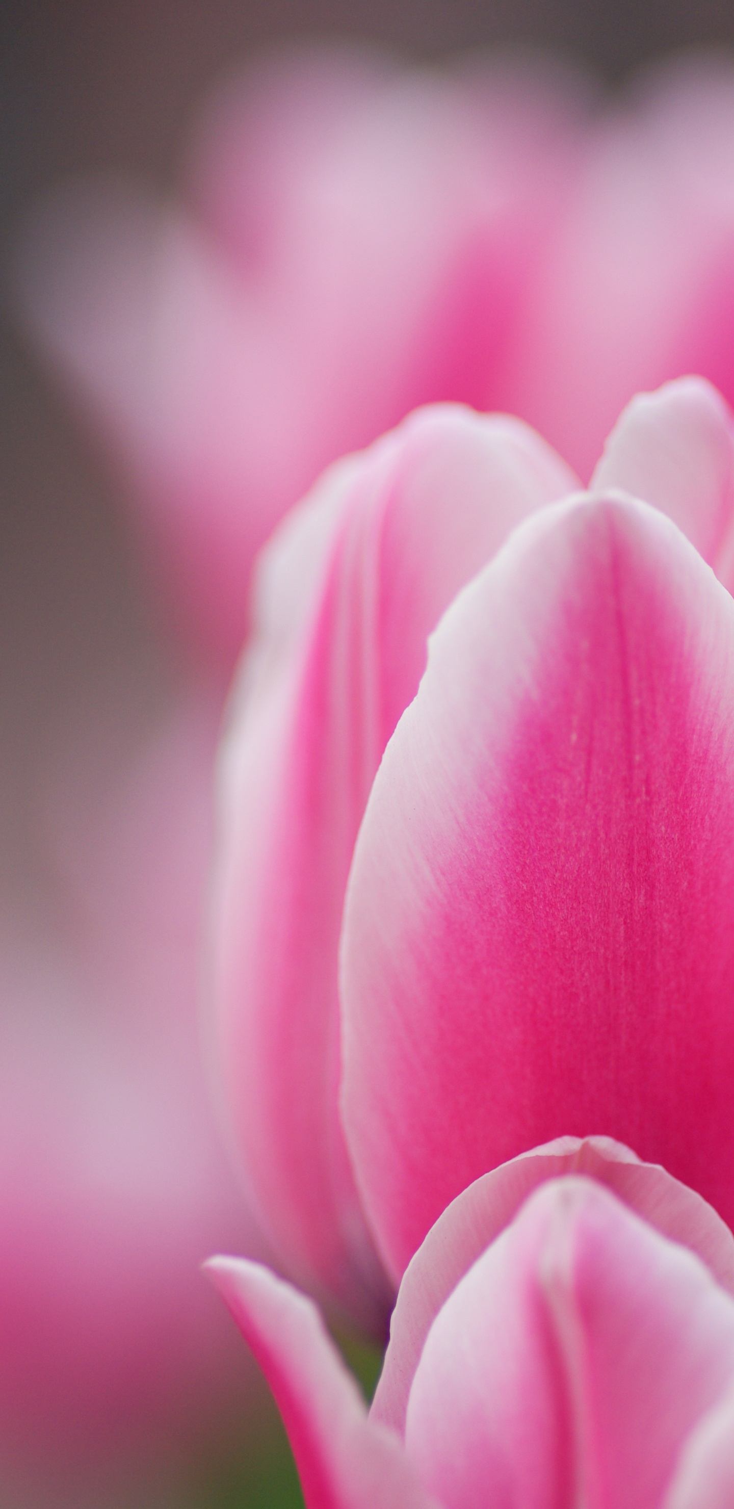 Обои тюльпаны, сад роз, розовый, цветок, цветковое растение в разрешении 1440x2960