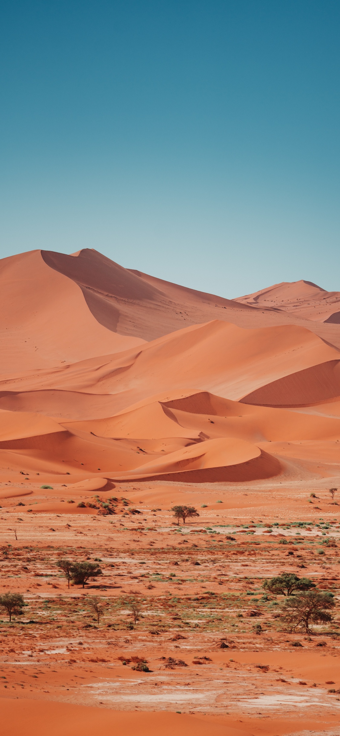 Обои эрг, туристическое агентство Клаудия Фаст, коричневый цвет, природный ландшафт, местность в разрешении 1125x2436