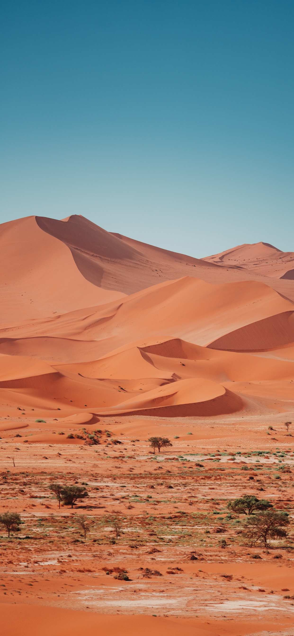 Обои эрг, туристическое агентство Клаудия Фаст, коричневый цвет, природный ландшафт, местность в разрешении 1242x2688