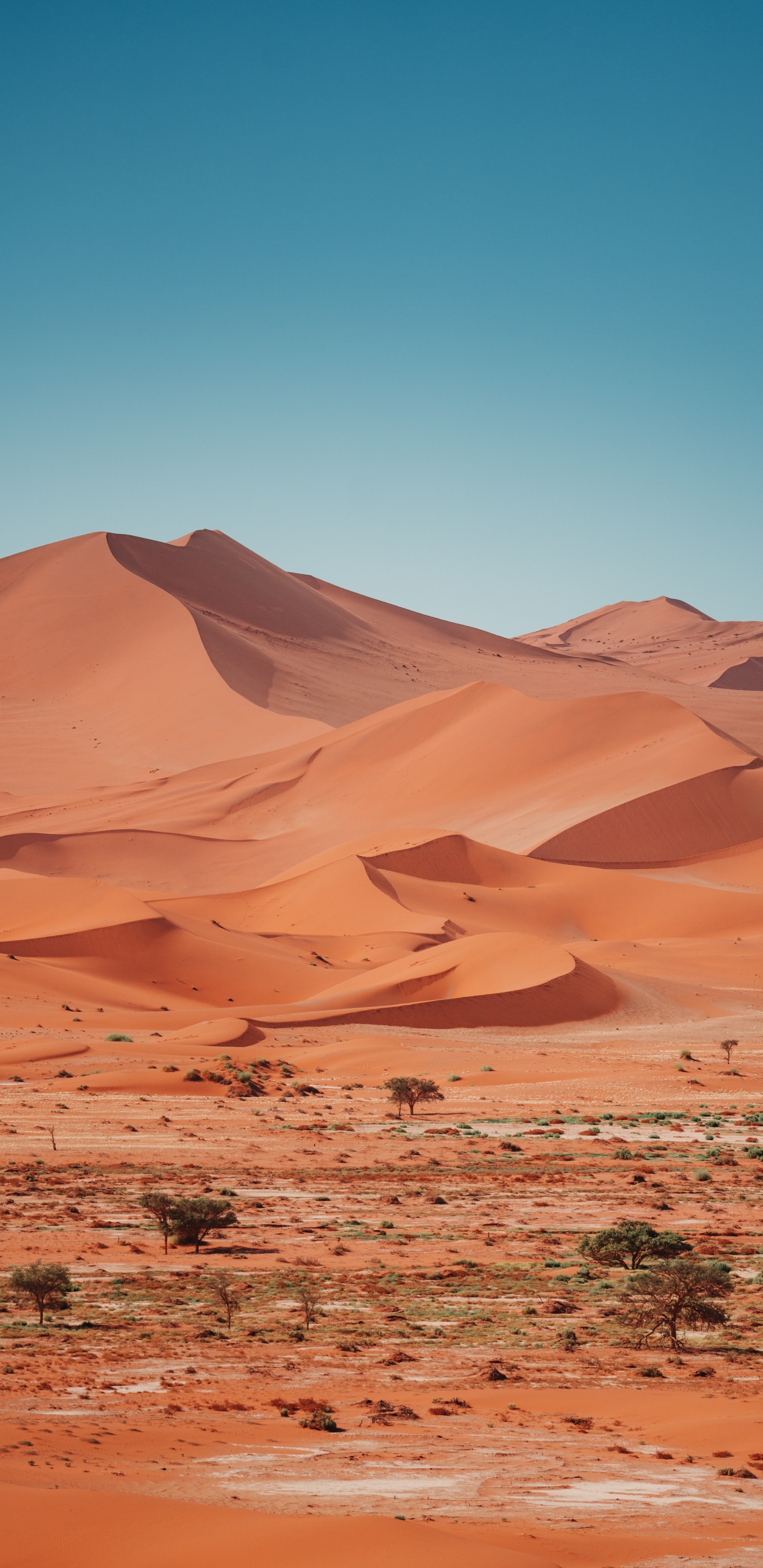 Обои эрг, туристическое агентство Клаудия Фаст, коричневый цвет, природный ландшафт, местность в разрешении 1440x2960