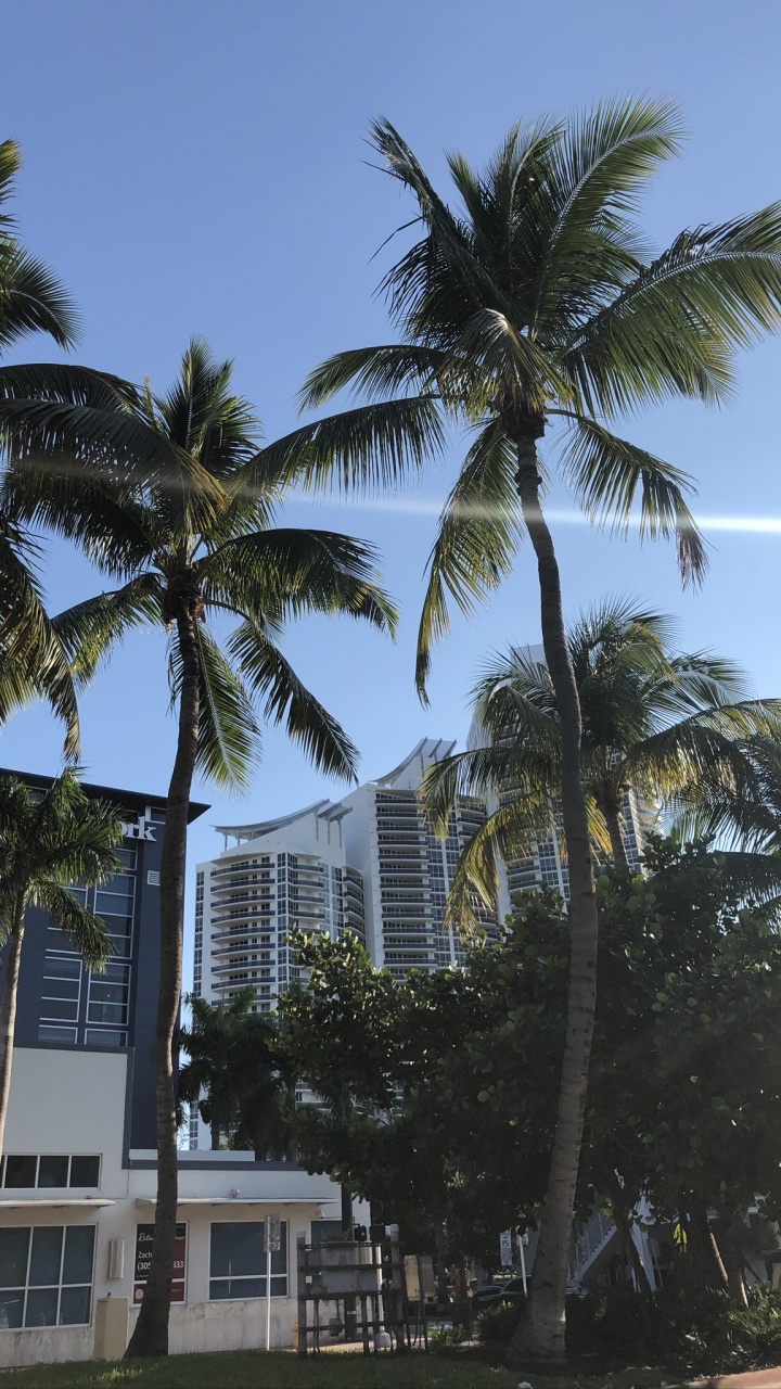 Обои Майами, пальмовые рощи, недвижимость, финиковая пальма, кондоминиум в разрешении 720x1280