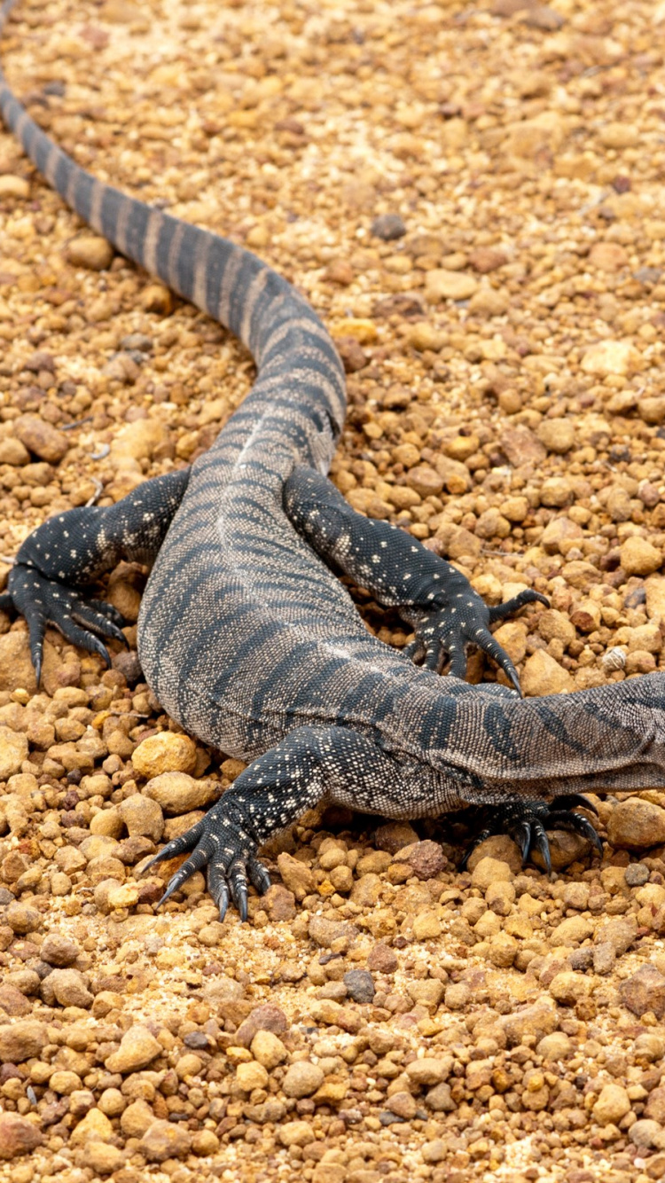 Обои пресмыкающееся, ящерица, Варан, масштабных рептилий, наземные животные в разрешении 750x1334