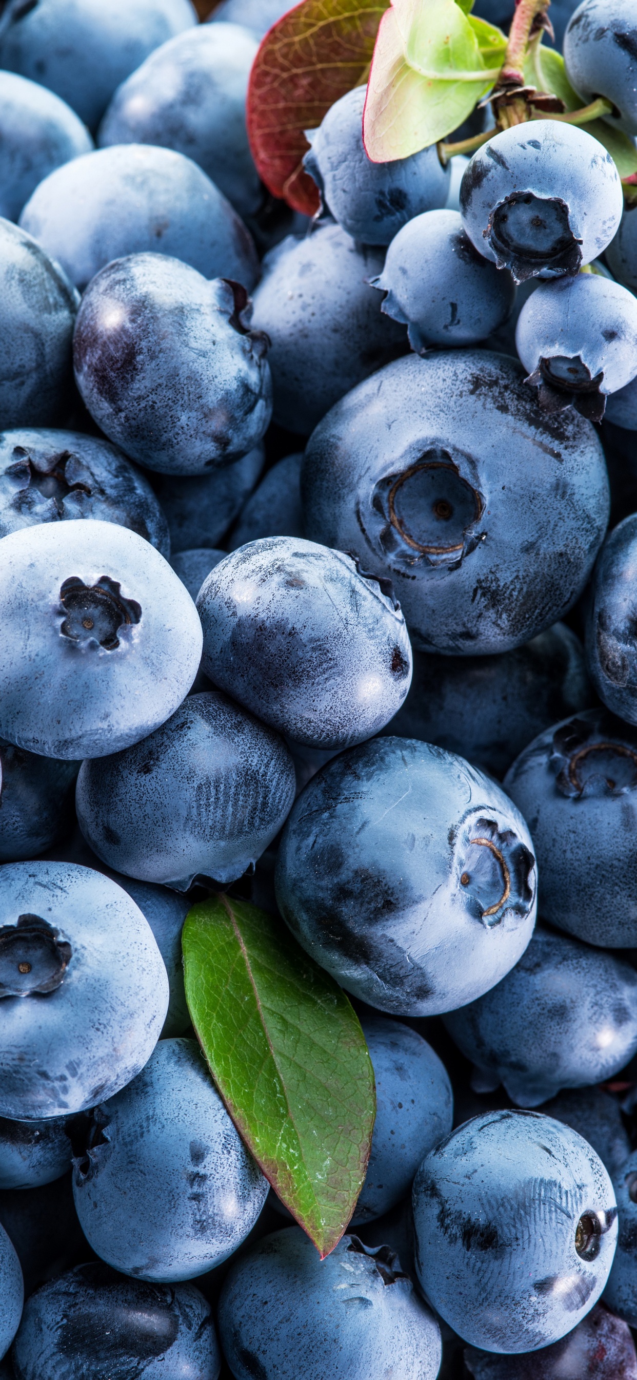 Обои Черника, ягоды, черничный торт, фрукты, клубника в разрешении 1242x2688