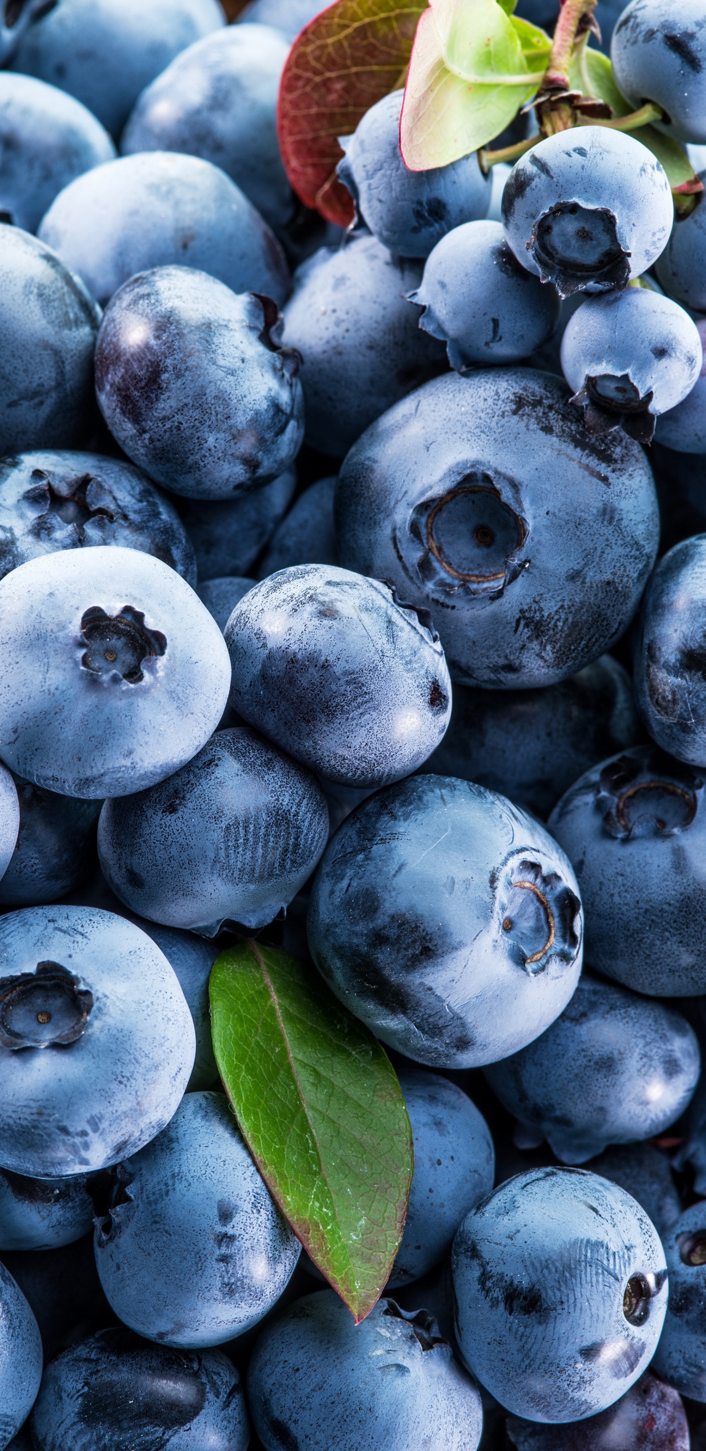 Обои Черника, ягоды, черничный торт, фрукты, клубника в разрешении 1440x2960