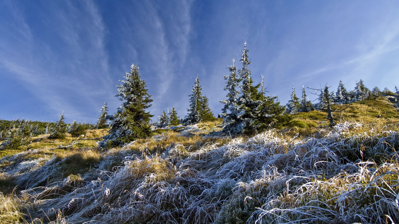 Обои дерево, дикая местность, растительность, зима, гора в разрешении 1366x768