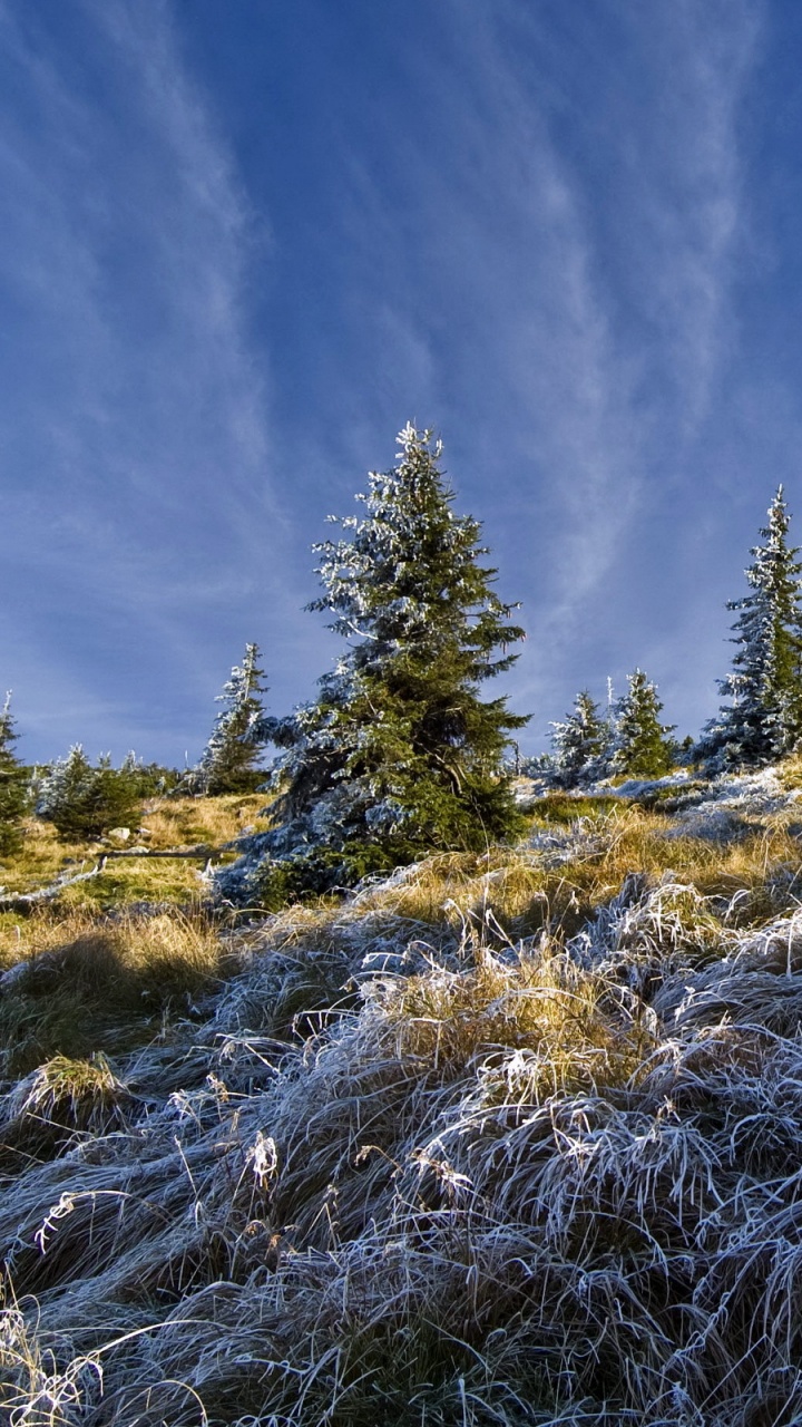 Обои дерево, дикая местность, растительность, зима, гора в разрешении 720x1280