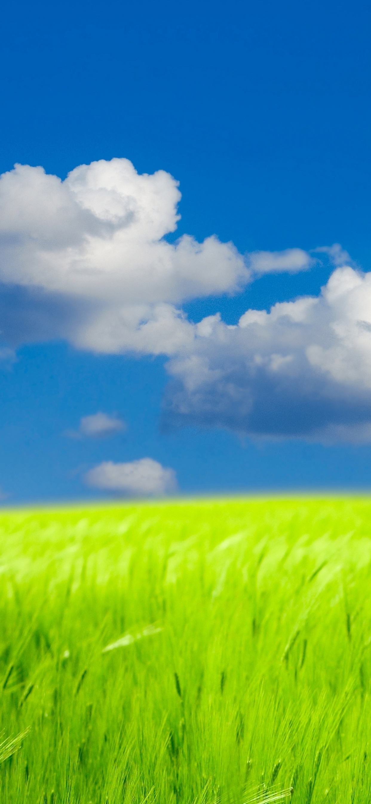 Обои пейзаж, дневное время, сенокосное угодье, природа, поле в разрешении 1242x2688