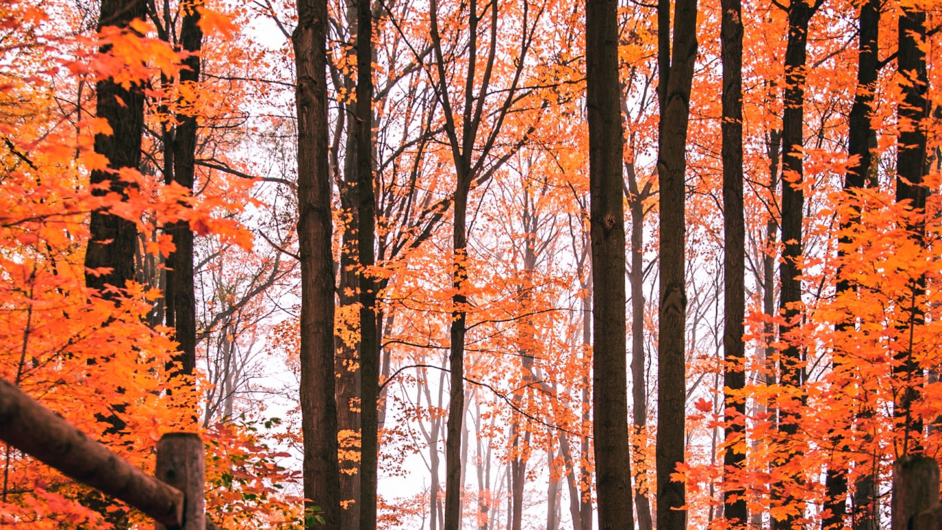 Обои осень, природа, природный ландшафт, древесина, окружающая среда в разрешении 1366x768