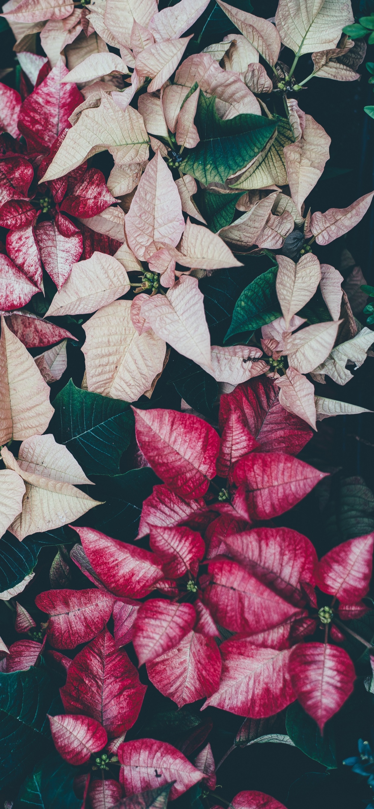 Обои лист, лепесток, цветок, розовый, узор в разрешении 1242x2688