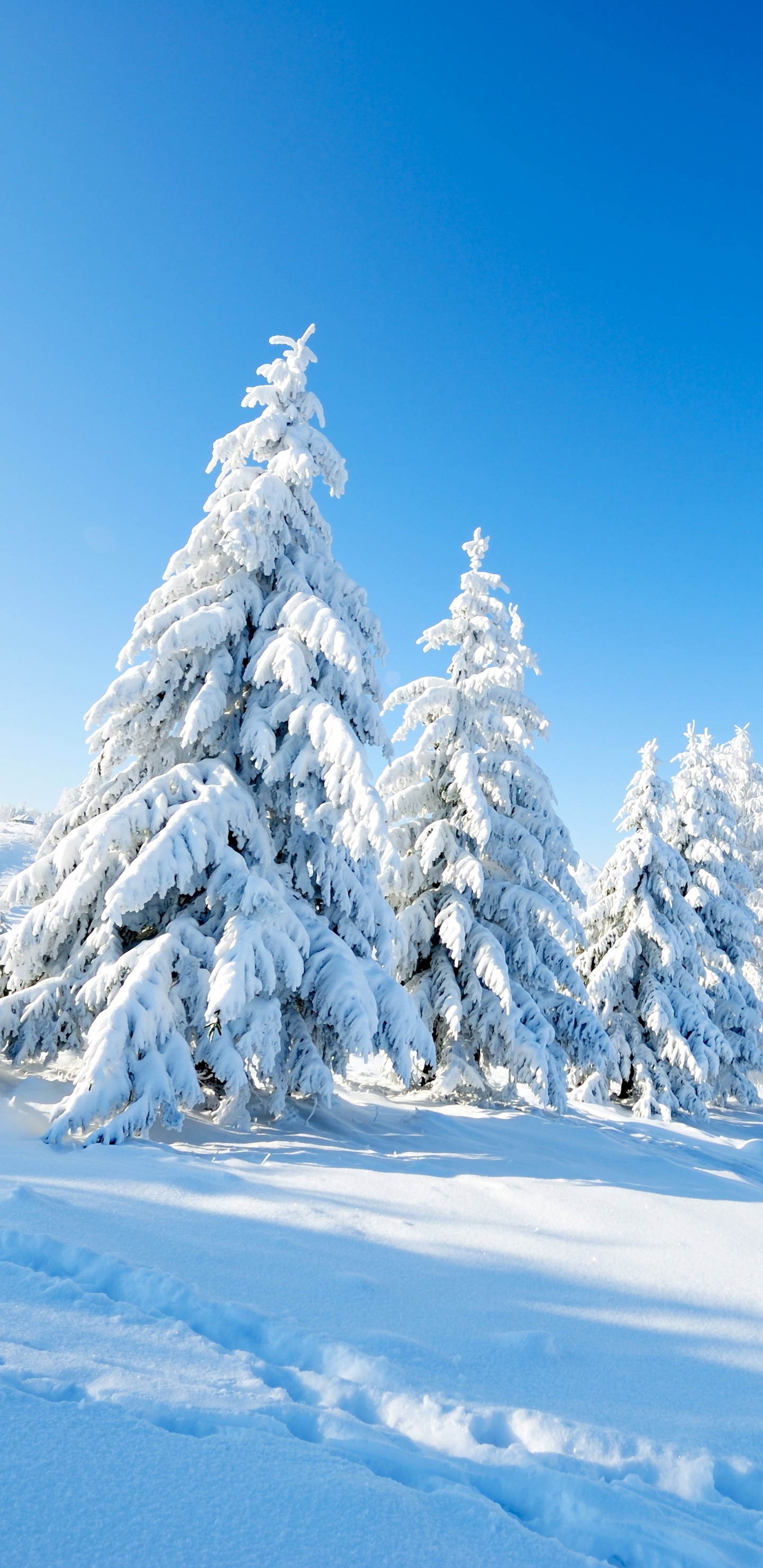 Обои снег, зима, природа, дерево, горный рельеф в разрешении 1440x2960