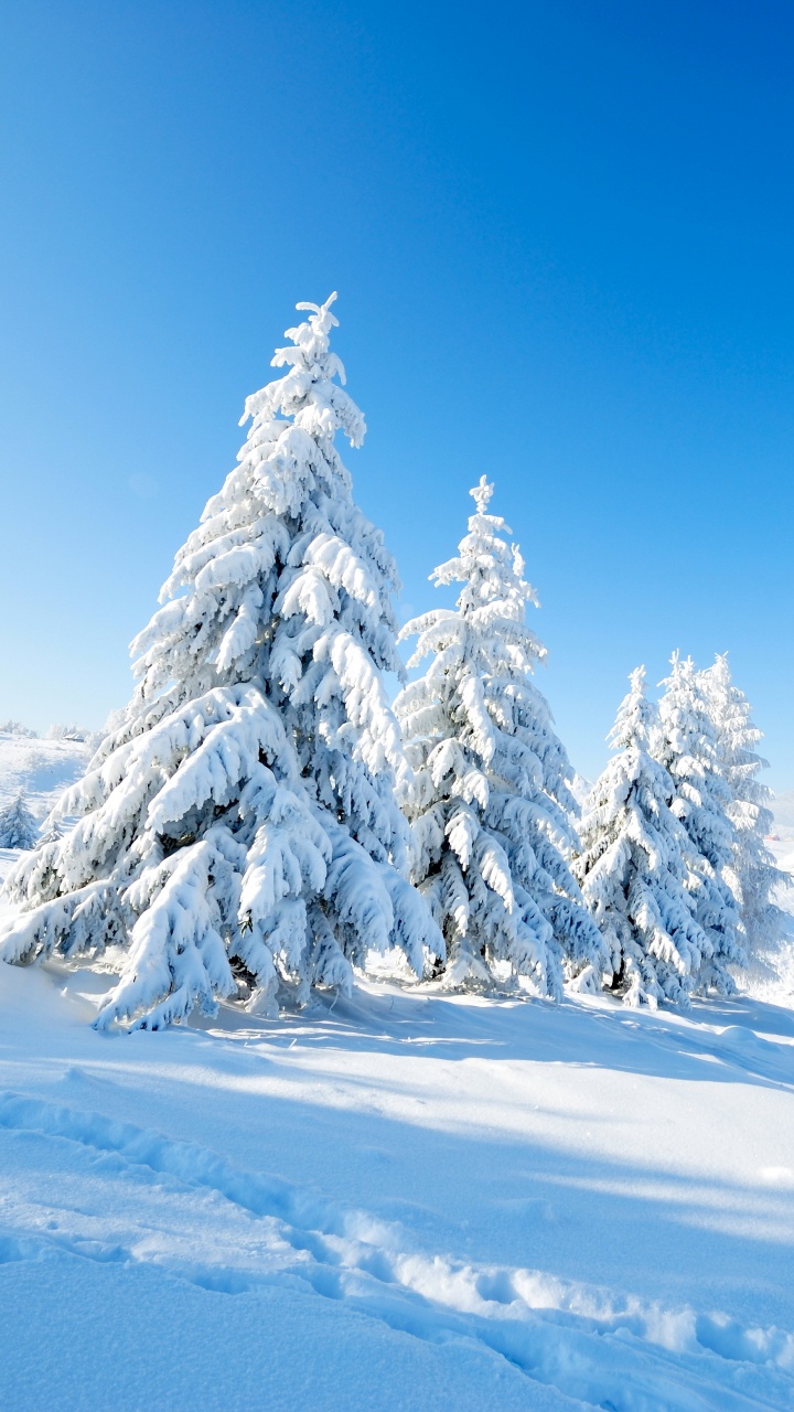 Обои снег, зима, природа, дерево, горный рельеф в разрешении 720x1280