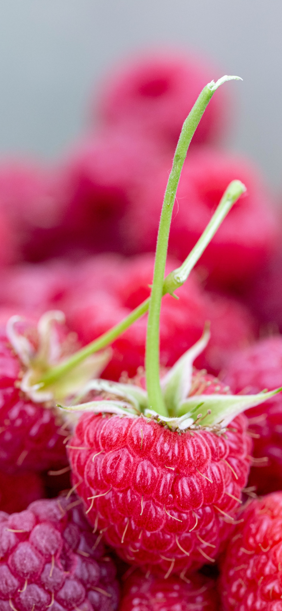 Обои Красная малина, ягоды, природные продукты, фрукты, пища в разрешении 1125x2436