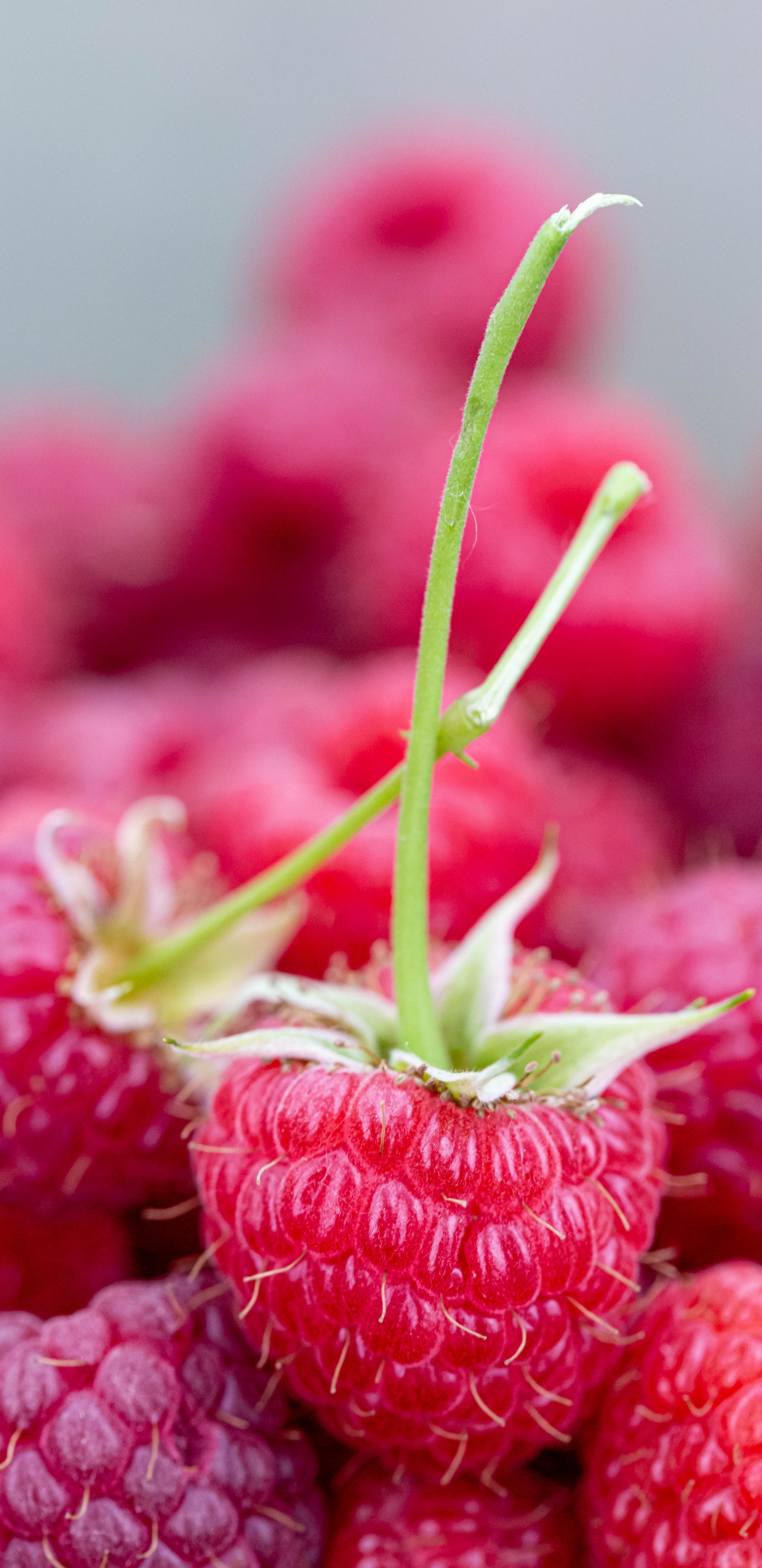 Обои Красная малина, ягоды, природные продукты, фрукты, пища в разрешении 1440x2960