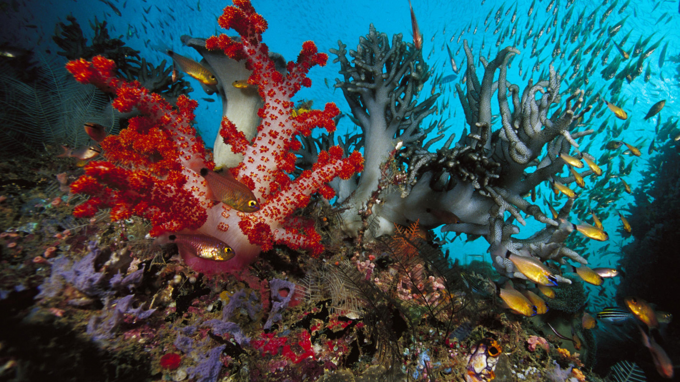 Обои риф, коралловый риф, подземные воды, морская биология, коралл в разрешении 1366x768