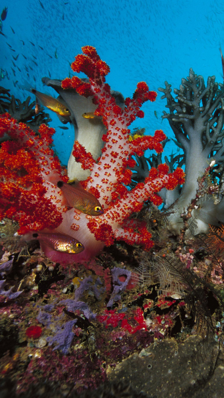 Обои риф, коралловый риф, подземные воды, морская биология, коралл в разрешении 750x1334