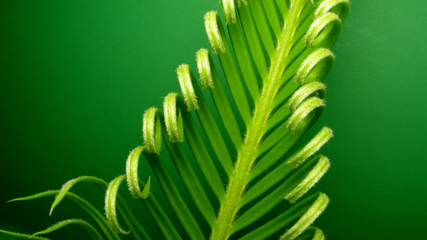 Обои наземное растение, растение, сосудистые растения, семейства сосновых, травы в разрешении 1366x768