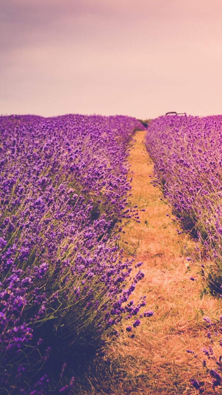 Обои пурпур, цветок, лаванда, поле, Фиолетовый в разрешении 750x1334