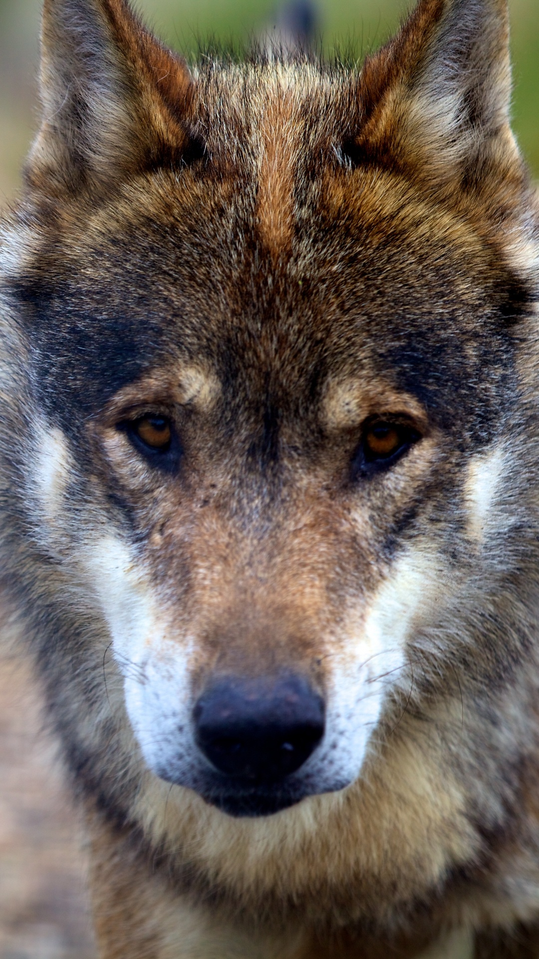 Обои волк, пес, Псовые, живая природа, чехословацкий влчак в разрешении 1080x1920