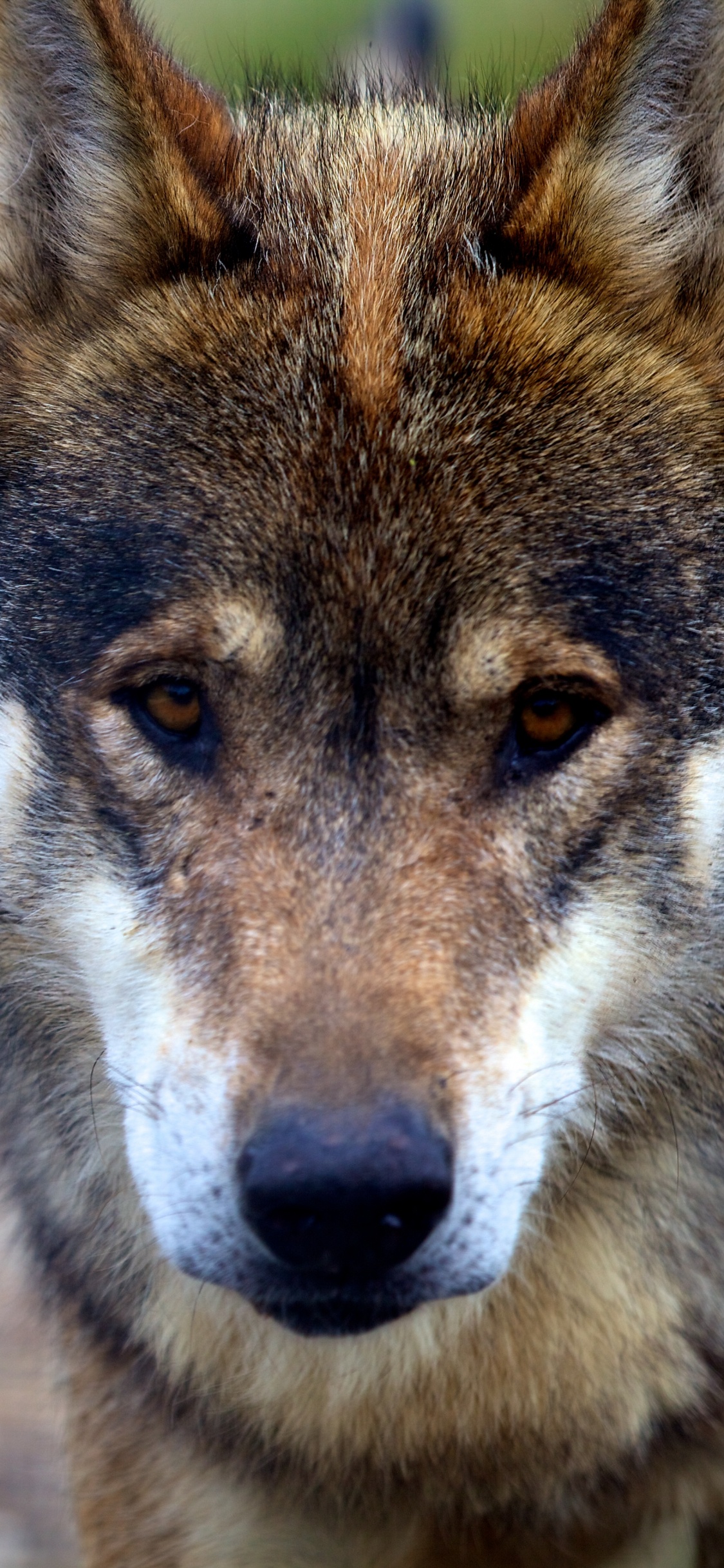 Обои волк, пес, Псовые, живая природа, чехословацкий влчак в разрешении 1125x2436