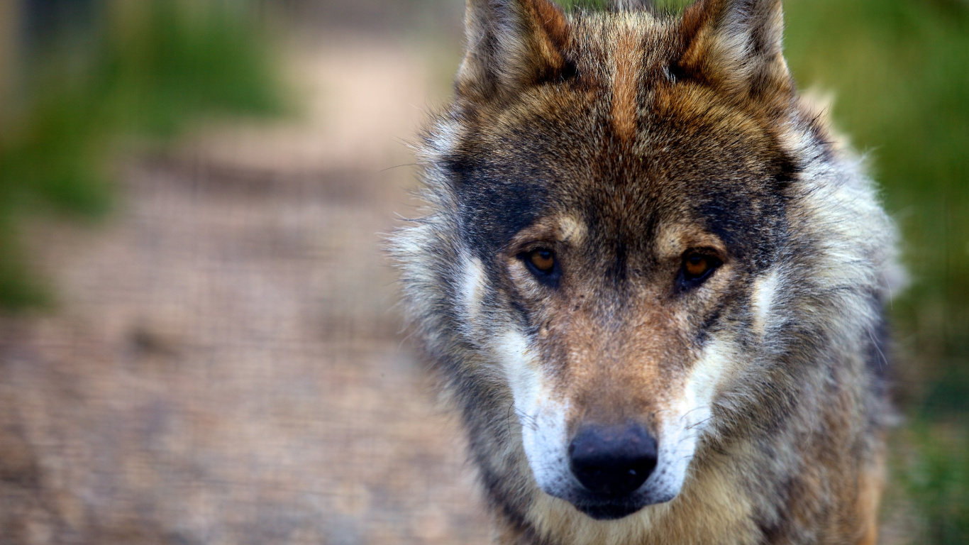 Обои волк, пес, Псовые, живая природа, чехословацкий влчак в разрешении 1366x768