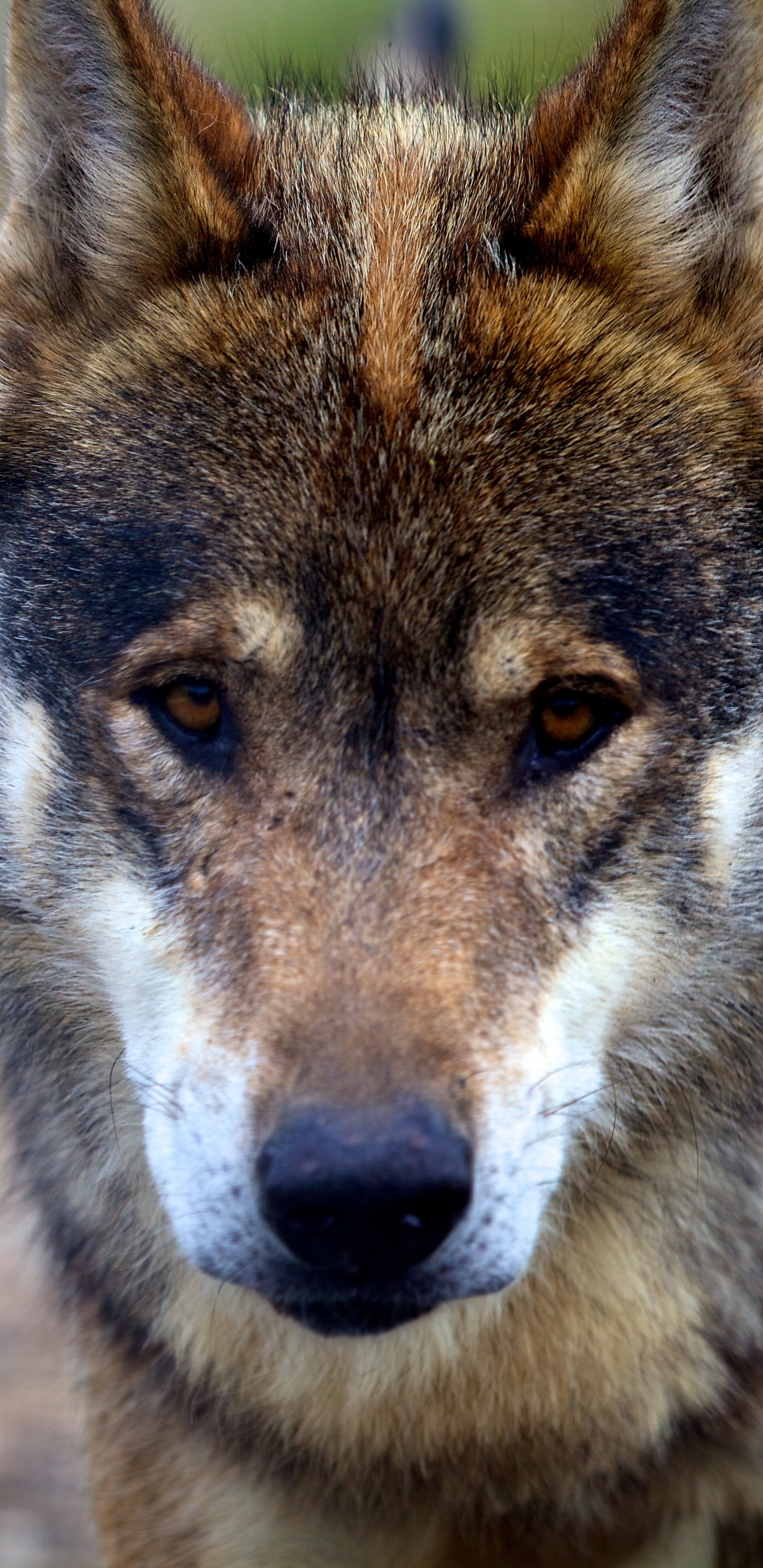Обои волк, пес, Псовые, живая природа, чехословацкий влчак в разрешении 1440x2960