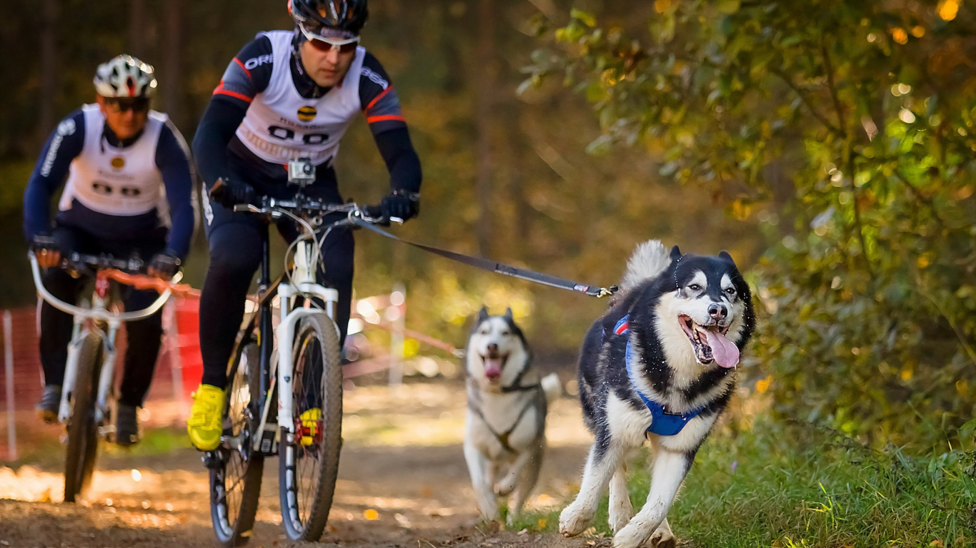 Обои дорожный велосипед гонки, велосипед, велосипедный спорт, занятие спортом, пес в разрешении 1366x768