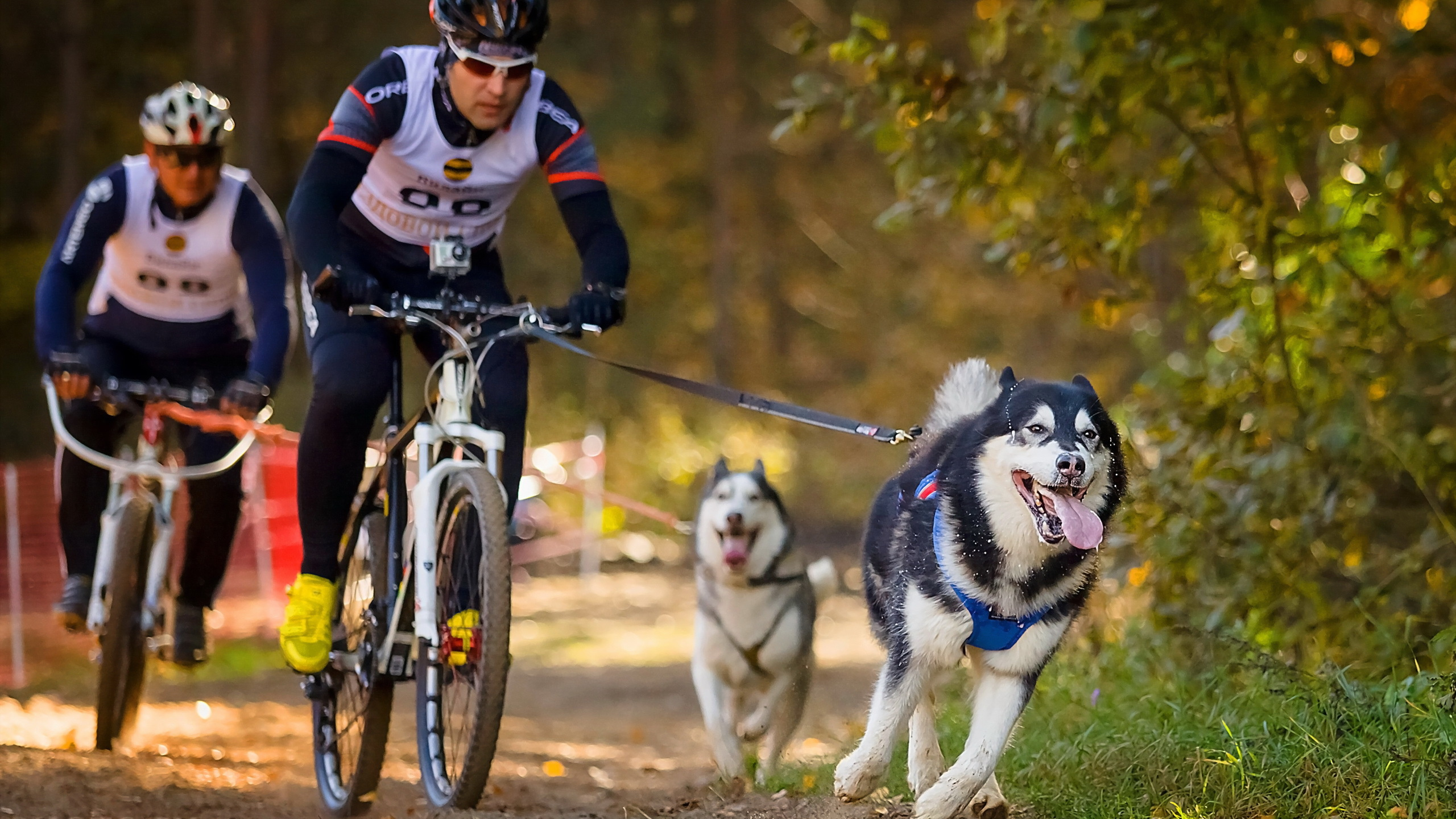 Обои дорожный велосипед гонки, велосипед, велосипедный спорт, занятие спортом, пес в разрешении 2560x1440