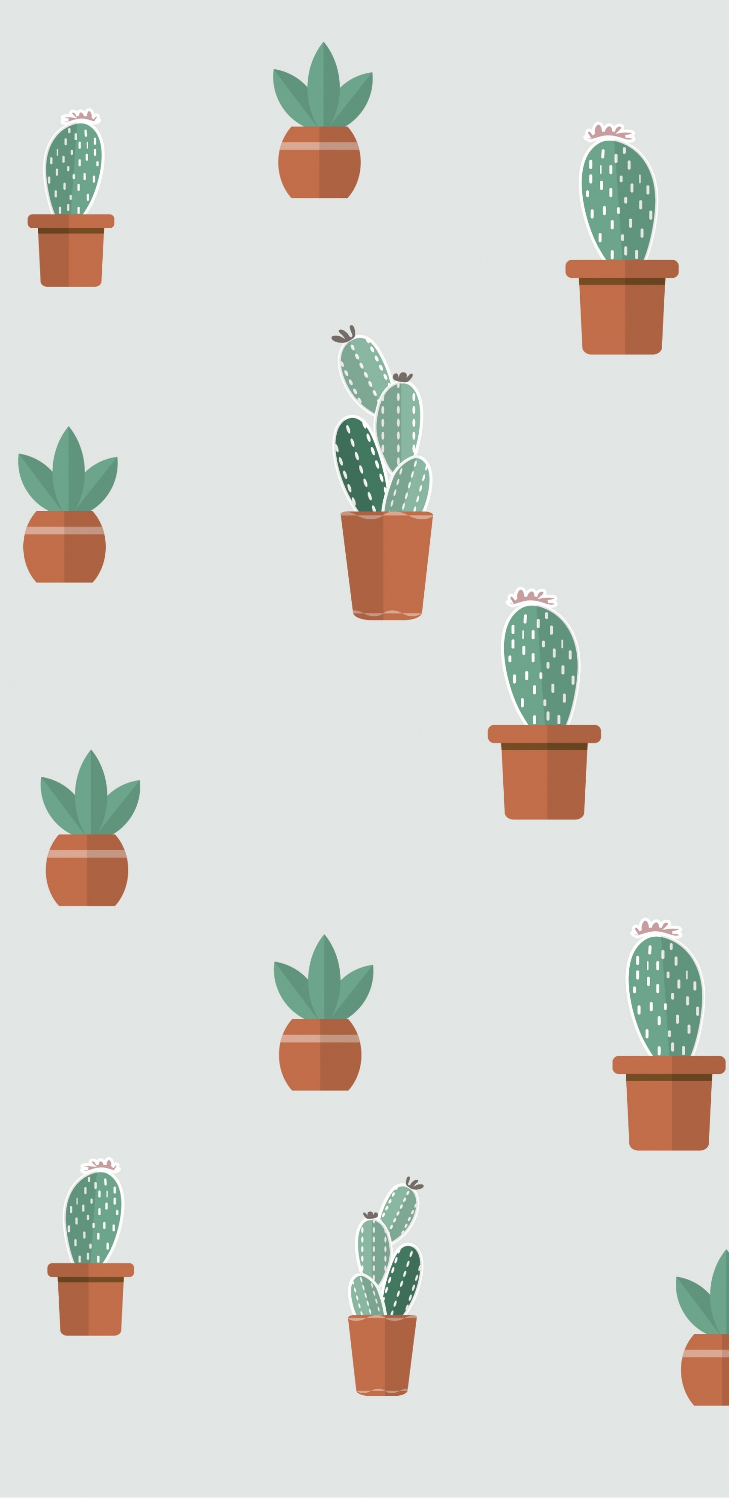 Обои суккулент, цветковое растение, растение, цветочный горшок, зеленый в разрешении 1440x2960