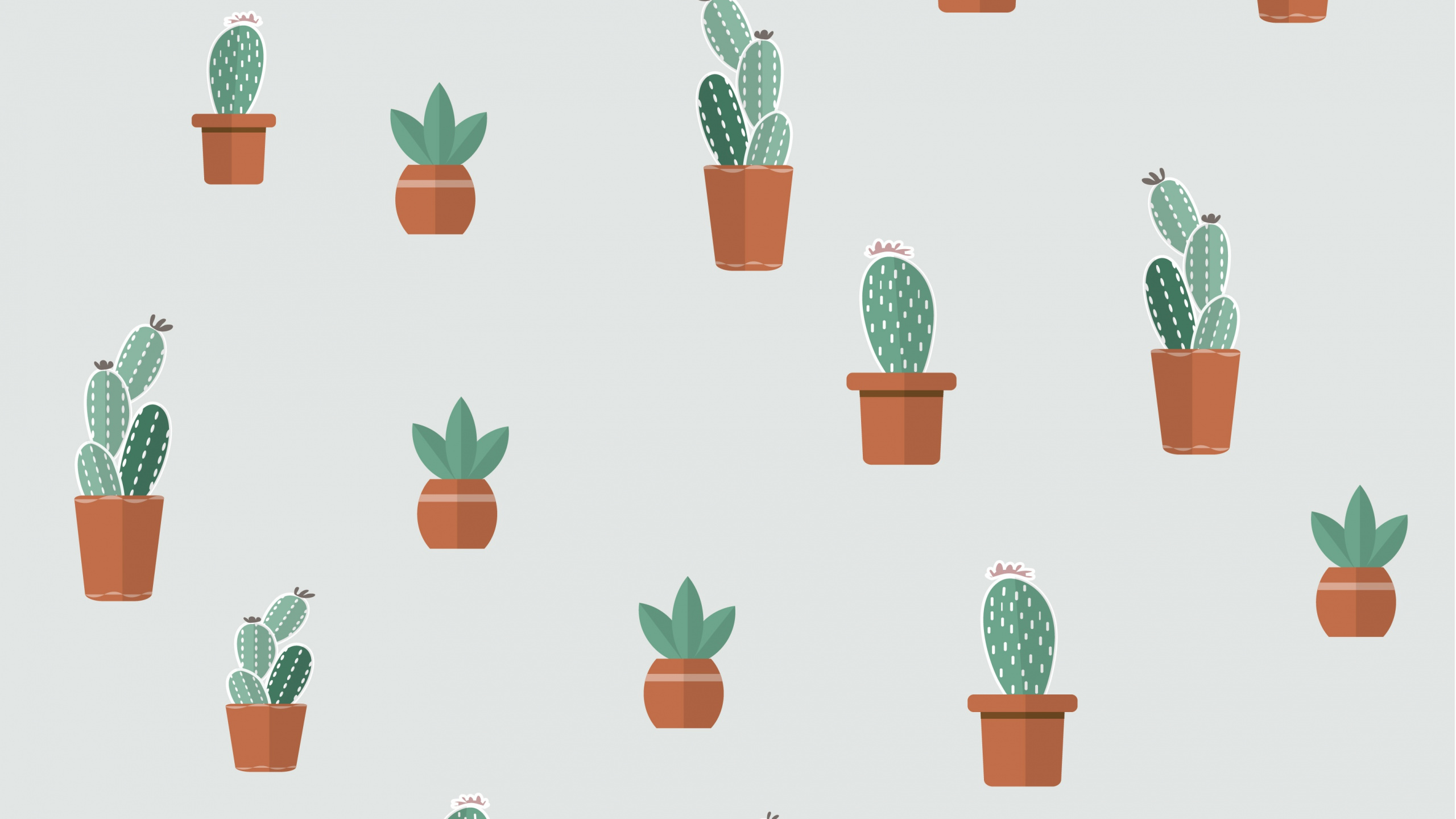 Обои суккулент, цветковое растение, растение, цветочный горшок, зеленый в разрешении 2560x1440