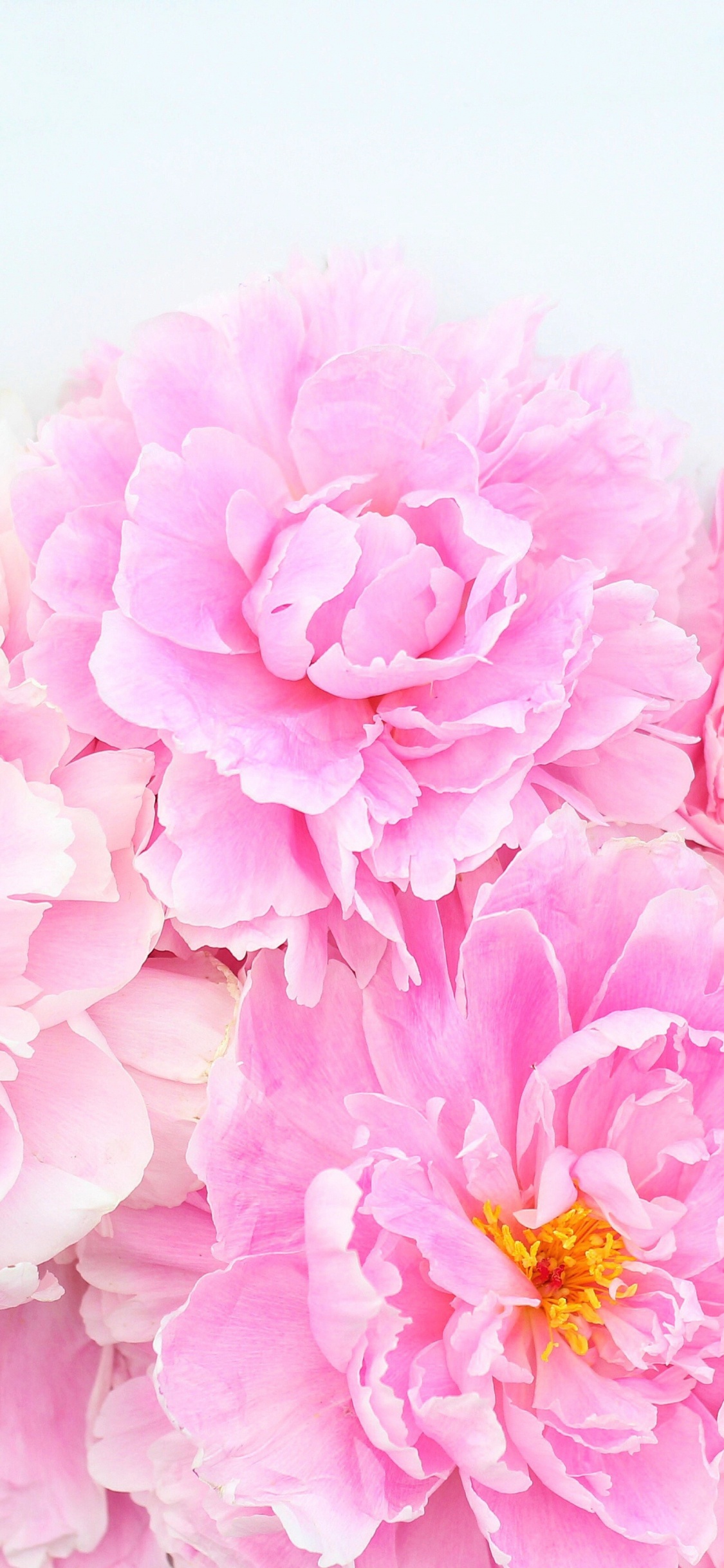 Обои цветочный дизайн, цветок, цветковое растение, лепесток, розовый в разрешении 1125x2436