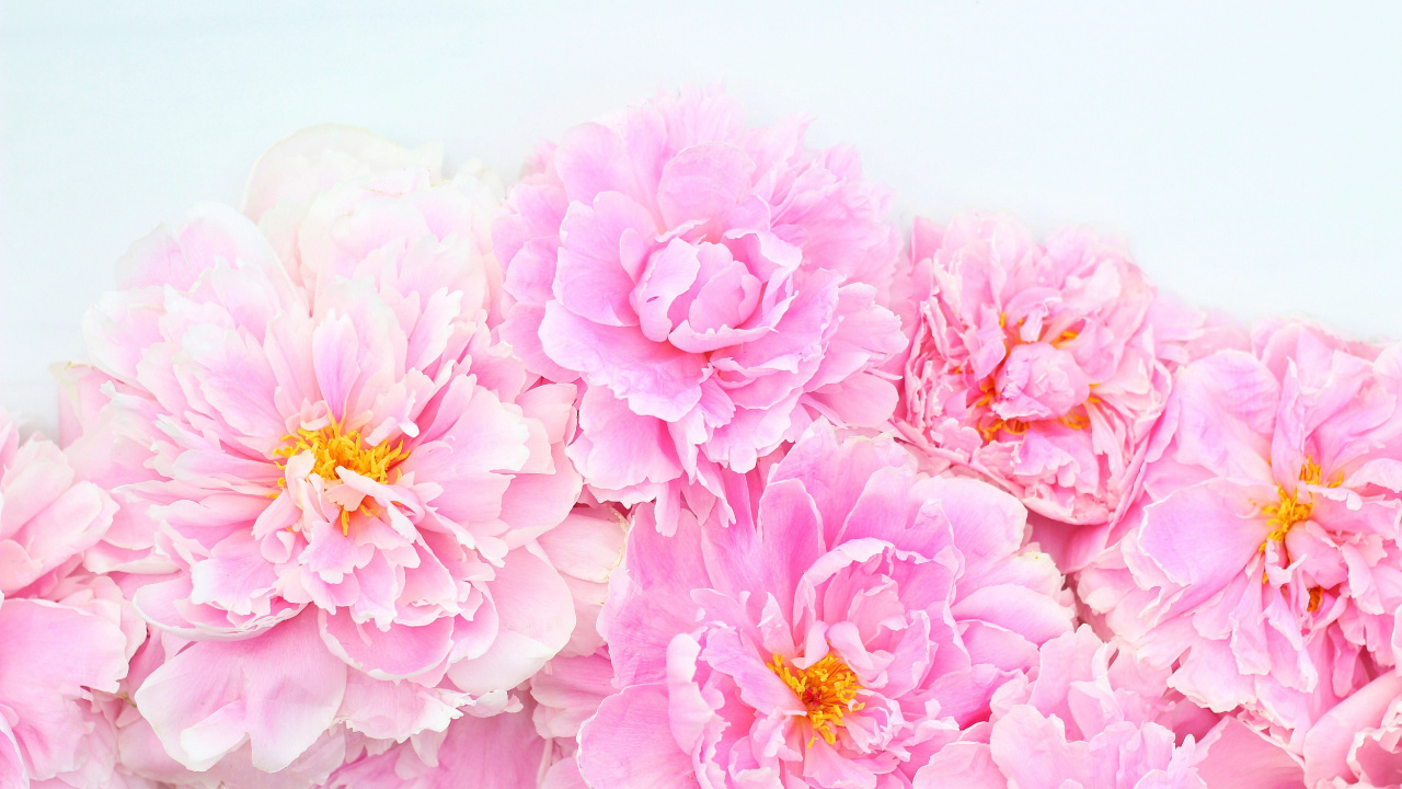 Обои цветочный дизайн, цветок, цветковое растение, лепесток, розовый в разрешении 1280x720