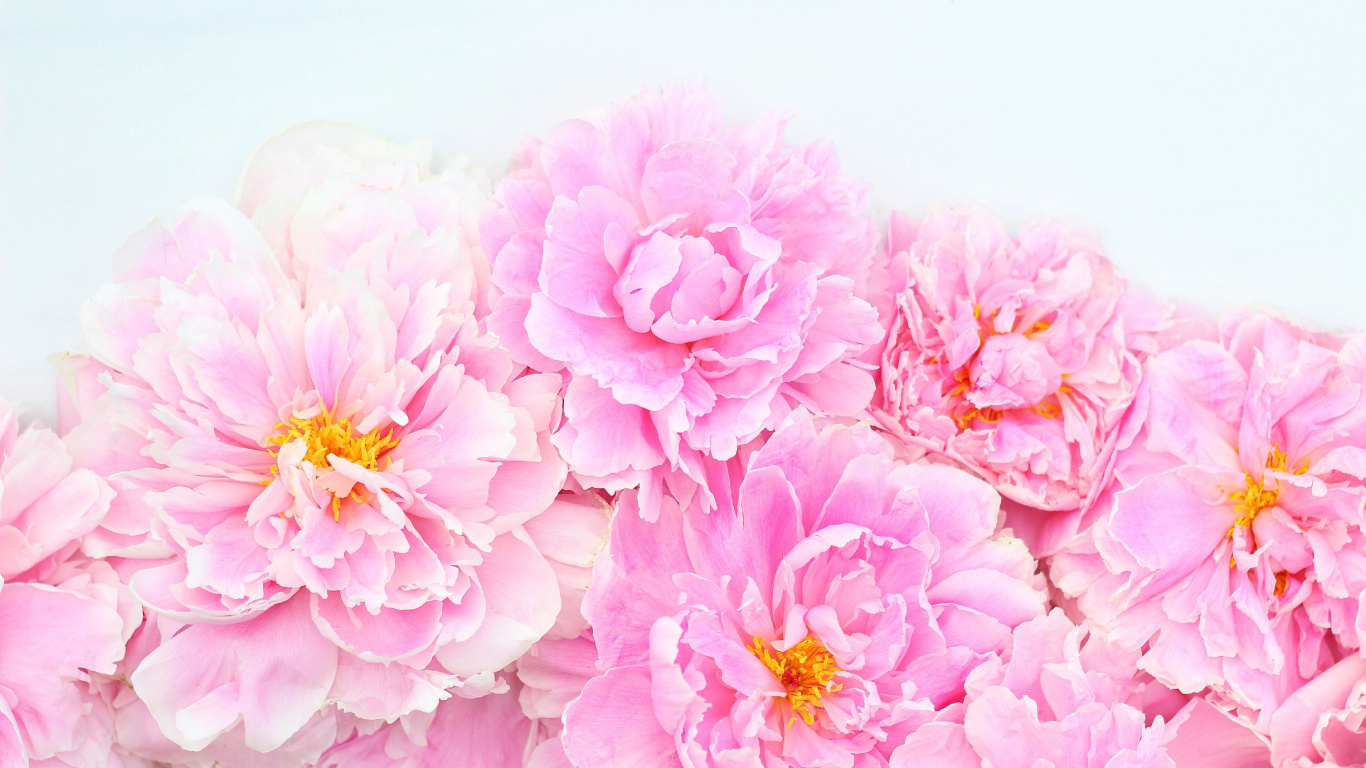 Обои цветочный дизайн, цветок, цветковое растение, лепесток, розовый в разрешении 1366x768