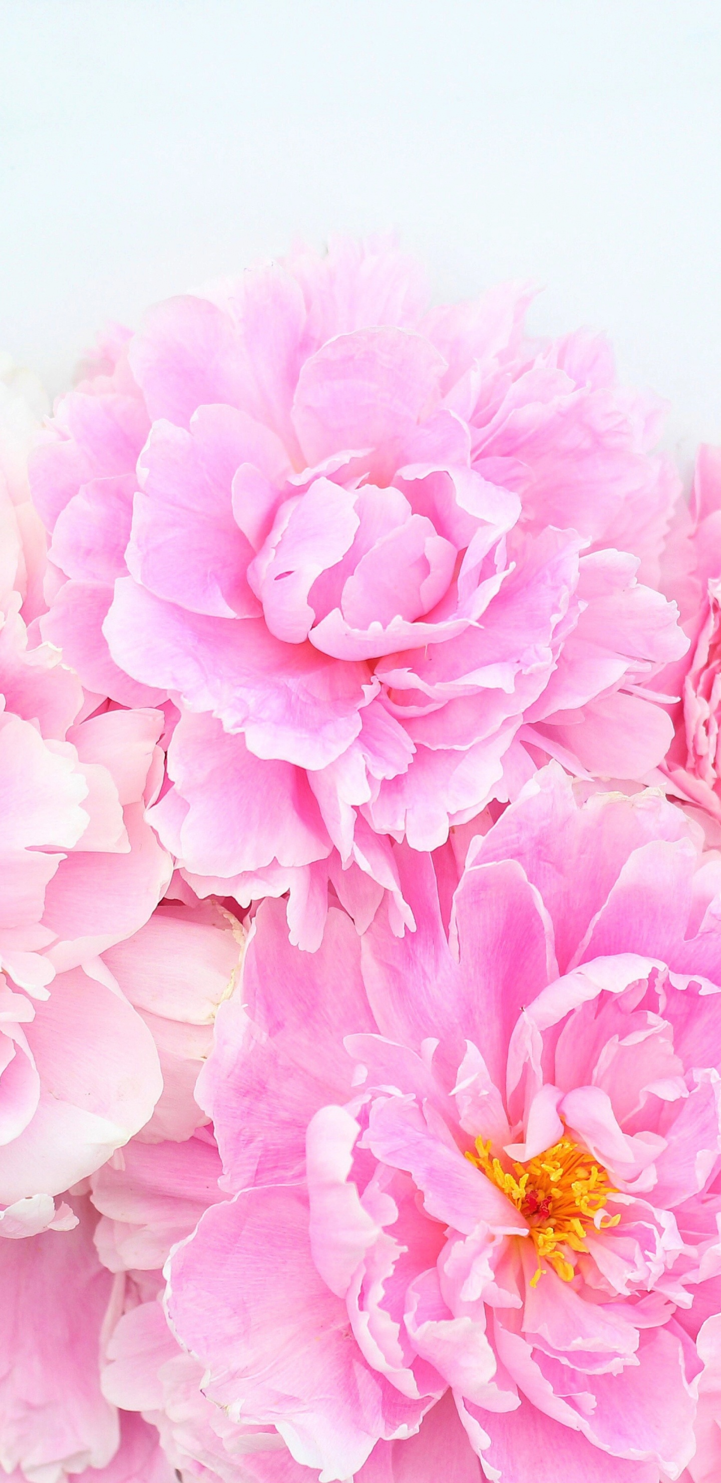 Обои цветочный дизайн, цветок, цветковое растение, лепесток, розовый в разрешении 1440x2960