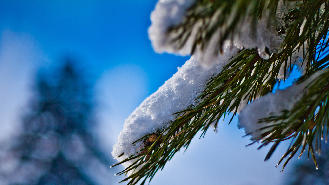 Обои ель, зима, дерево, ветвь, замораживание в разрешении 1366x768