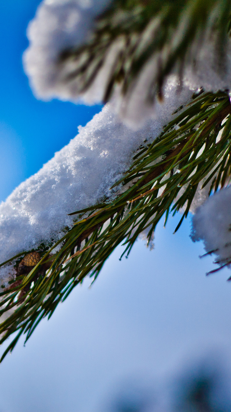 Обои ель, зима, дерево, ветвь, замораживание в разрешении 750x1334