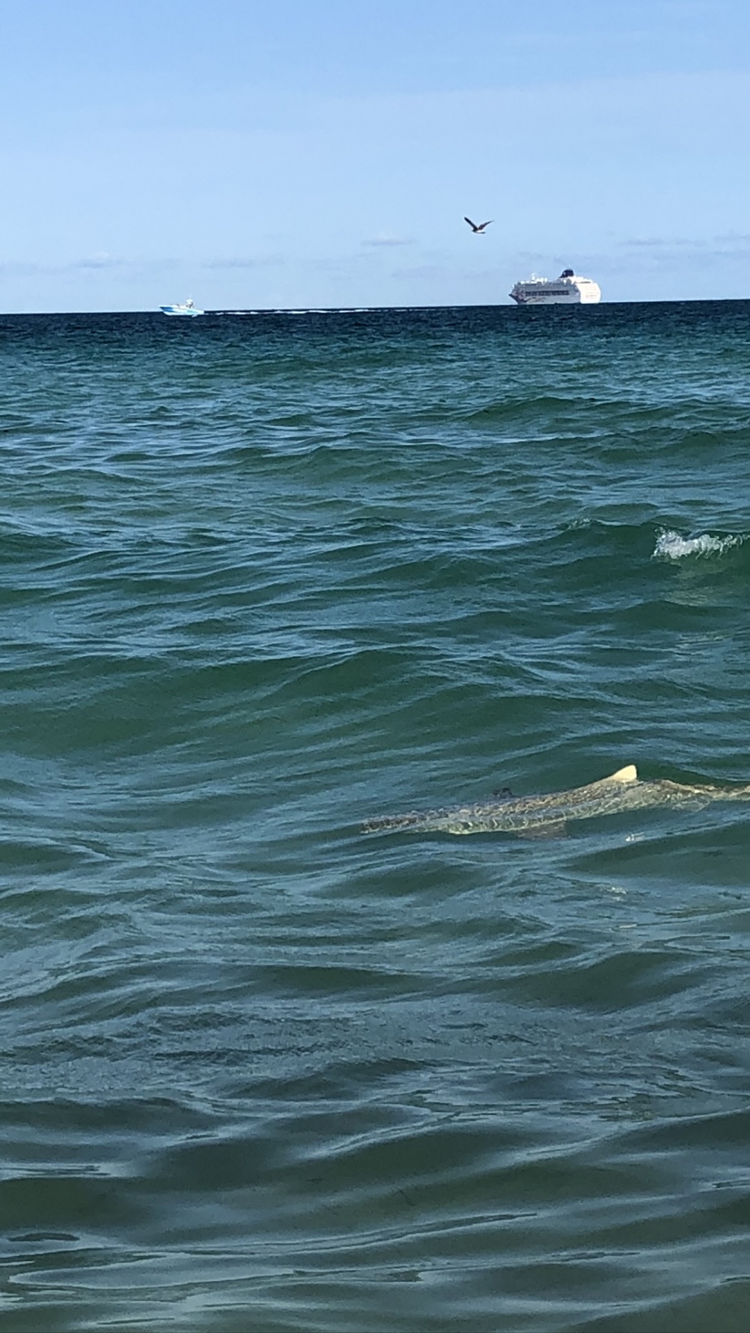 Обои море, вода, биология, наука, жидкость в разрешении 1080x1920