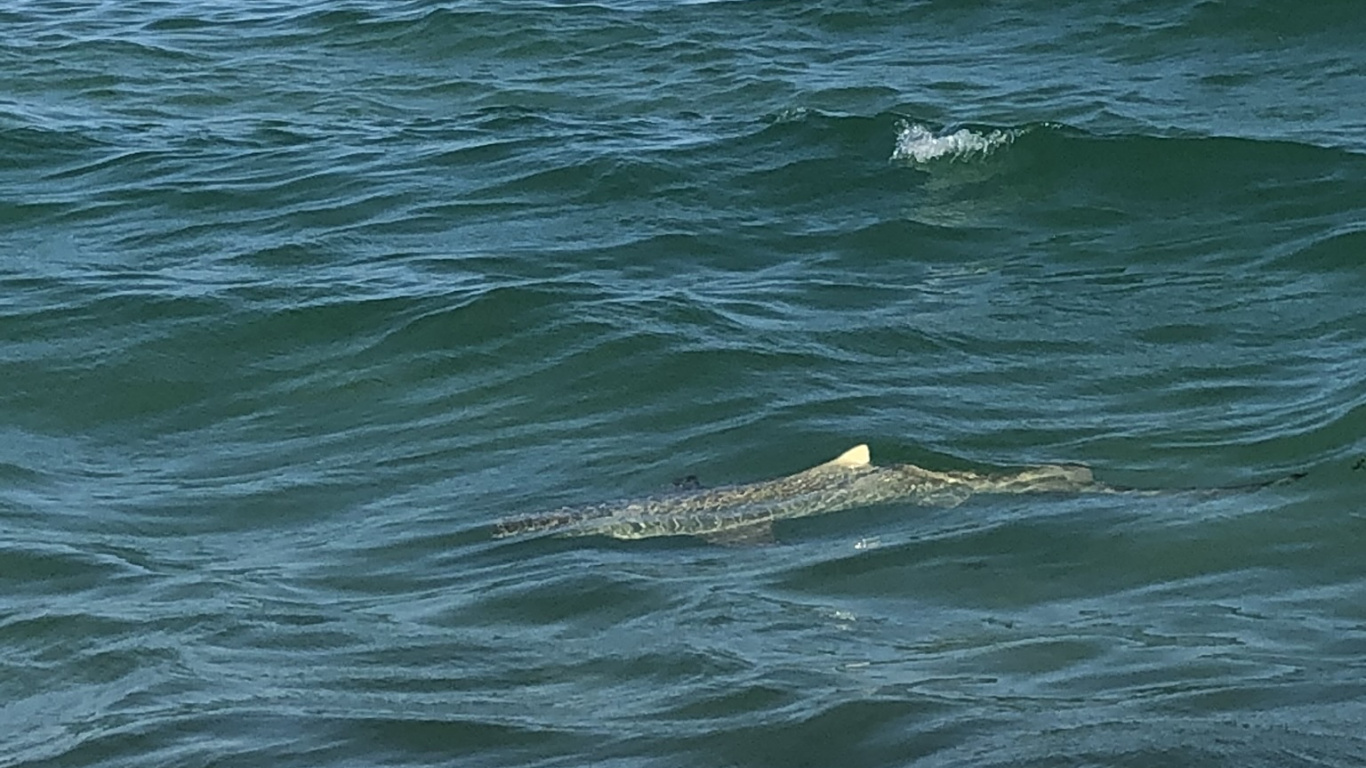 Обои море, вода, биология, наука, жидкость в разрешении 1366x768