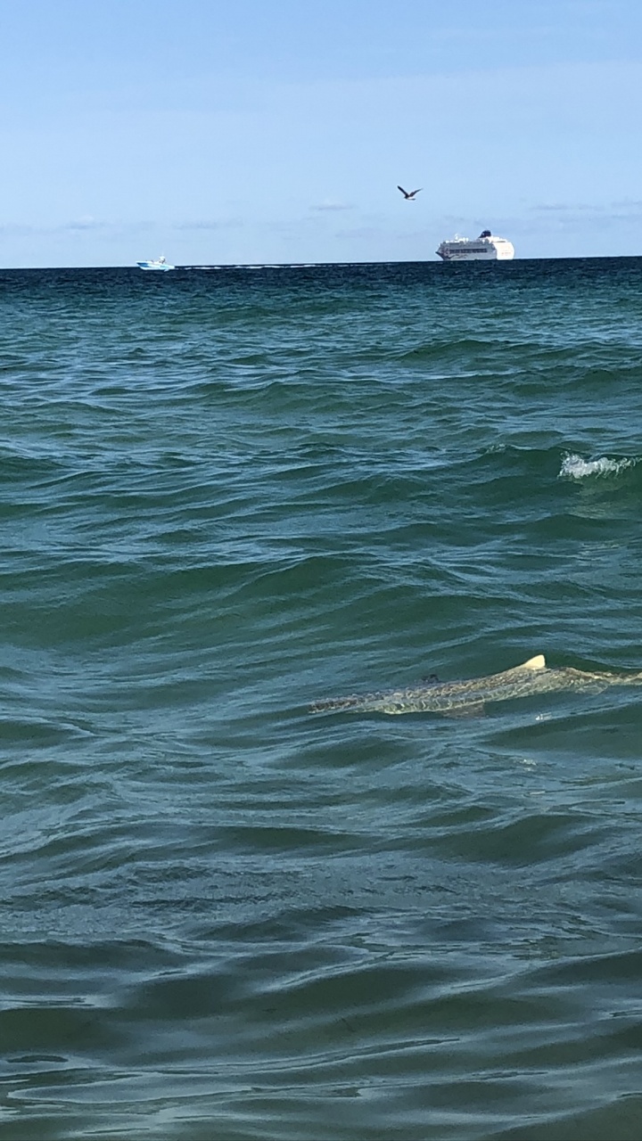 Обои море, вода, биология, наука, жидкость в разрешении 720x1280