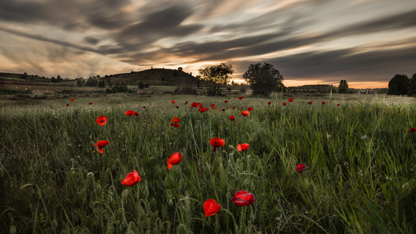 Обои полевой цветок, поле, луг, цветок, Мак в разрешении 1366x768