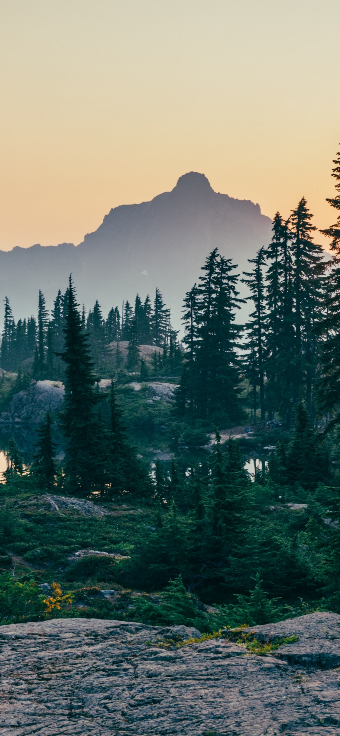 Обои лесная аюрведа, лес, Обезлесение, дерево, Лесная экология в разрешении 1125x2436