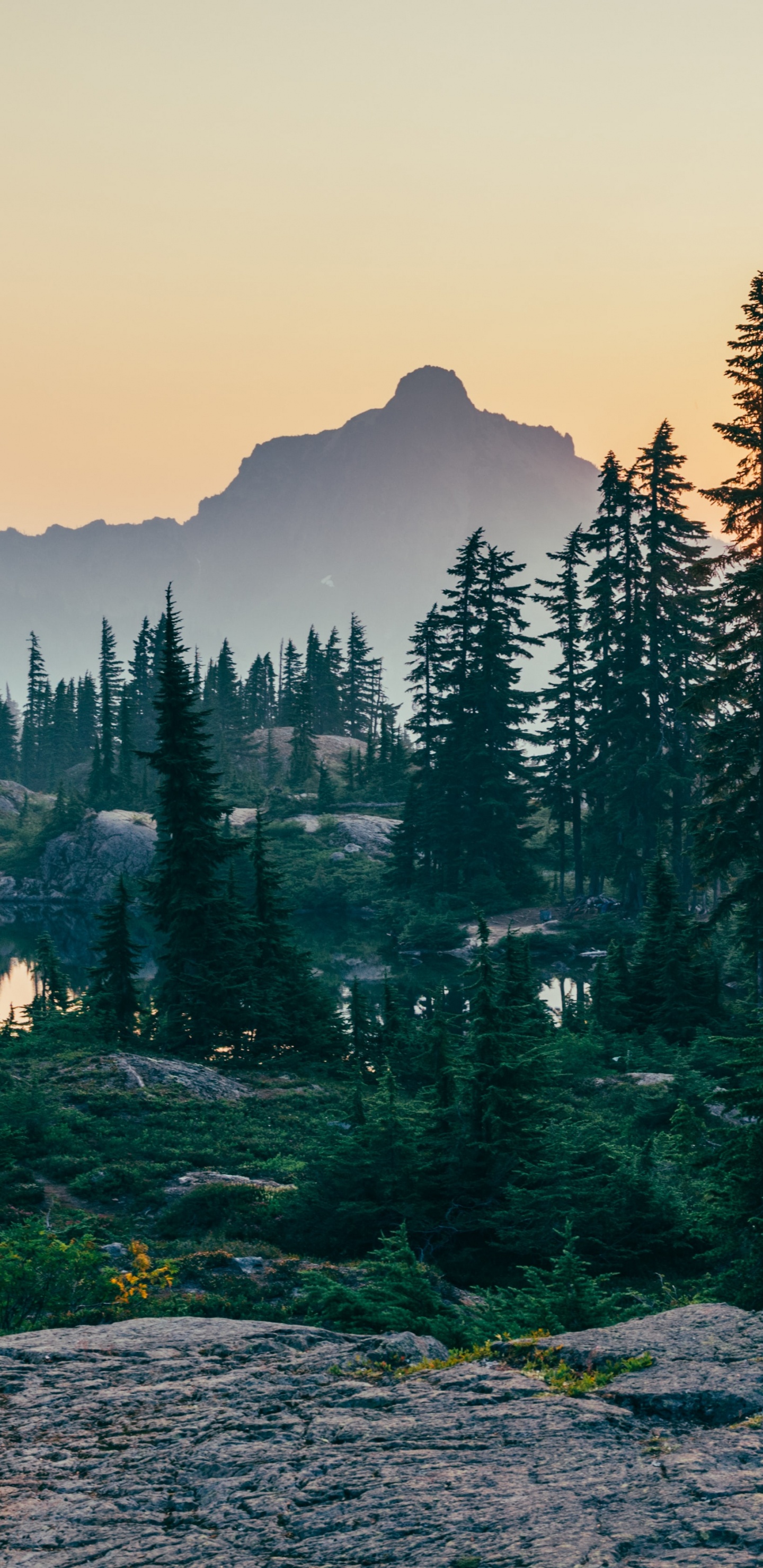 Обои лесная аюрведа, лес, Обезлесение, дерево, Лесная экология в разрешении 1440x2960