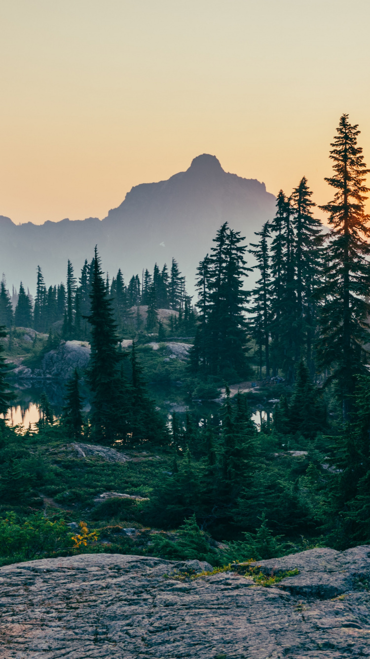 Обои лесная аюрведа, лес, Обезлесение, дерево, Лесная экология в разрешении 750x1334