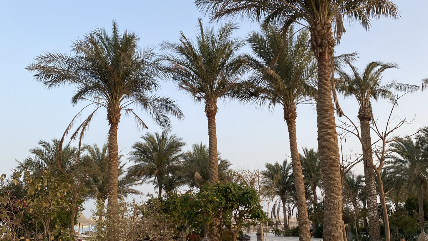Обои пальмовые рощи, финиковая пальма, растение, ботаники, здание в разрешении 1366x768