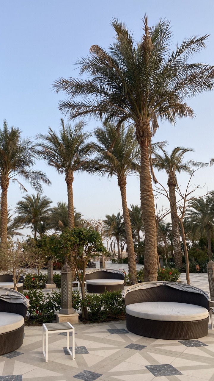 Обои пальмовые рощи, финиковая пальма, растение, ботаники, здание в разрешении 720x1280